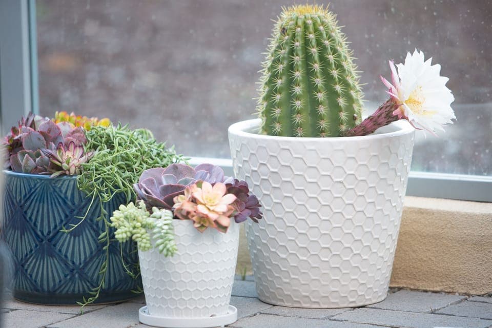 Delightful succulents adorn the living spaces