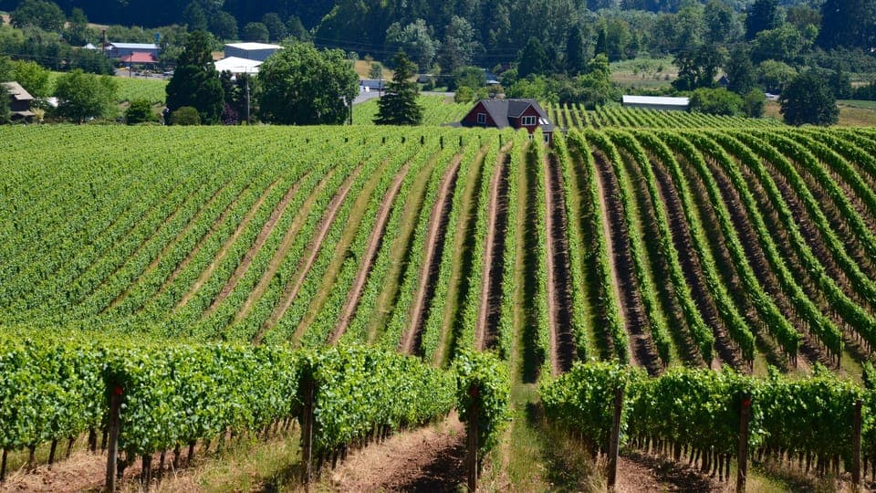 Yamhill County
📷: oregon_wine_photographer
