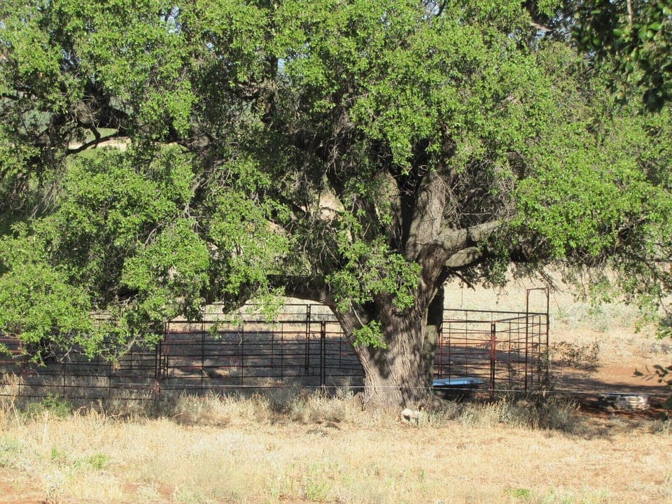 Shady rest stop and fresh water. Nice rest stop for a horse.