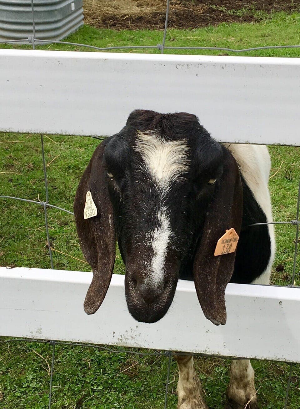Our neighbor’s “kids!”