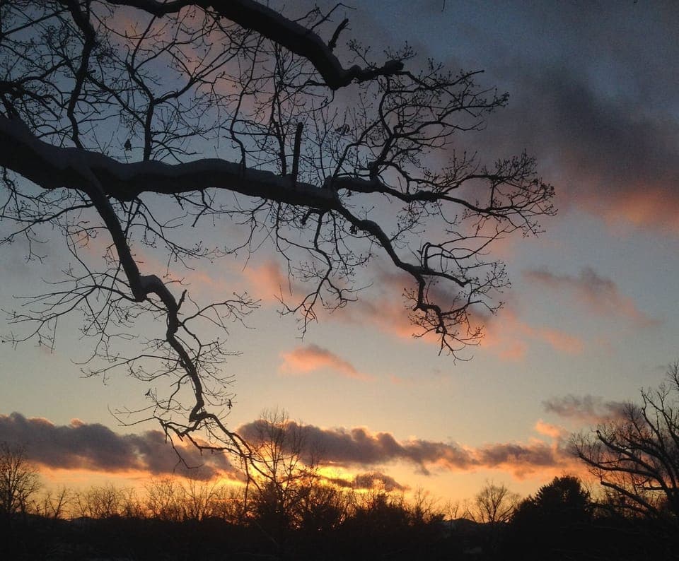 Winter View out Back