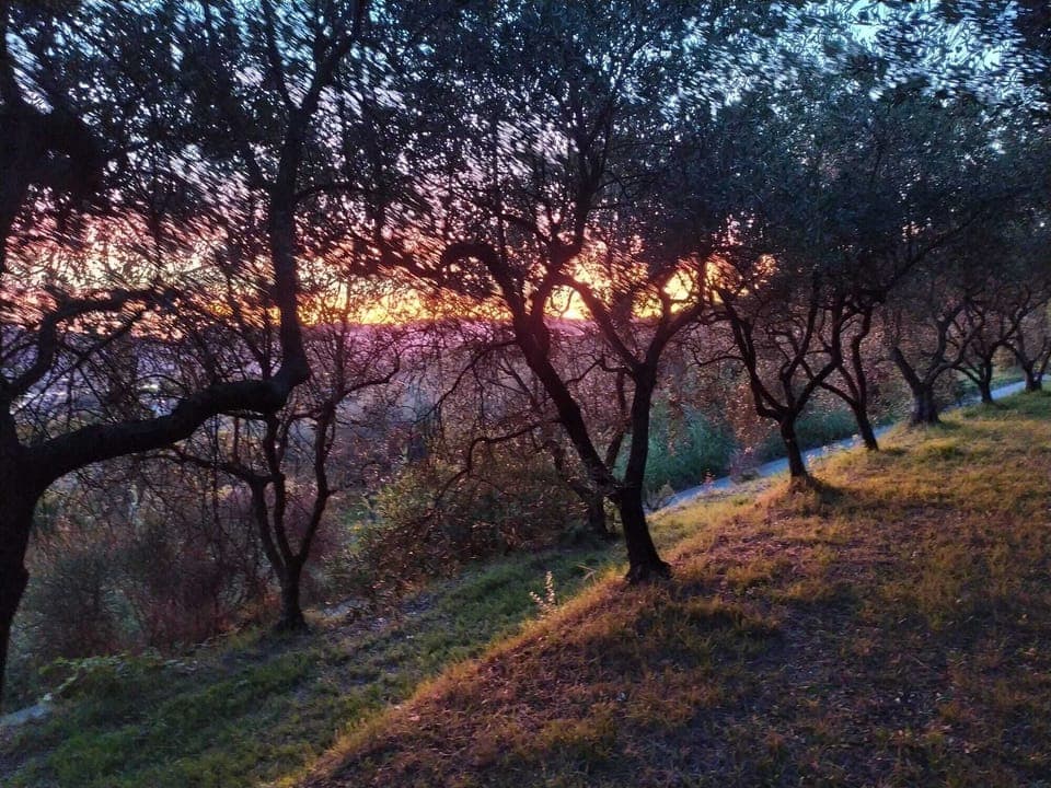 Olive grove at the sunset in front of the apartment