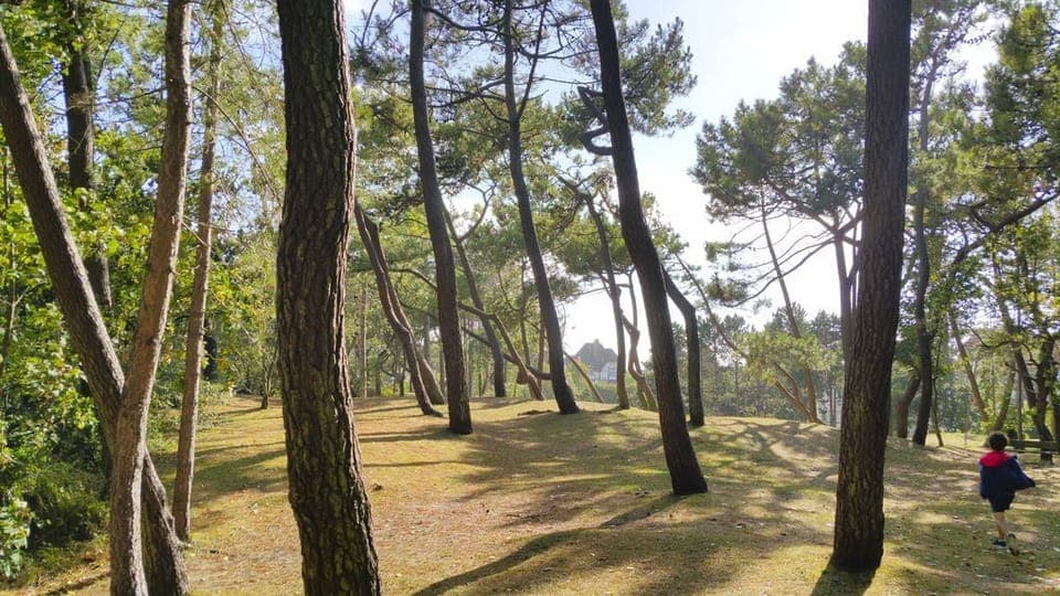 Le Touquet Forest