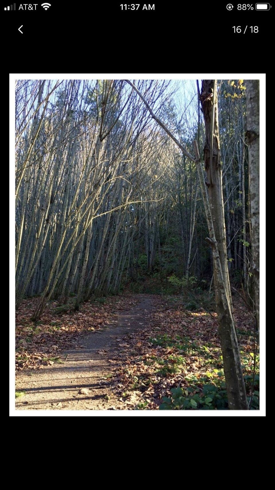 Llandover Woods walking trail outside our house.