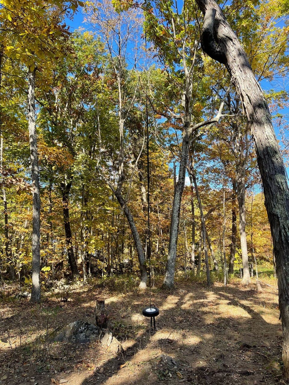 Tree swing