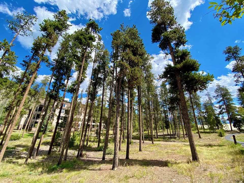 Quicksilver condos surrounded by Pines #summer