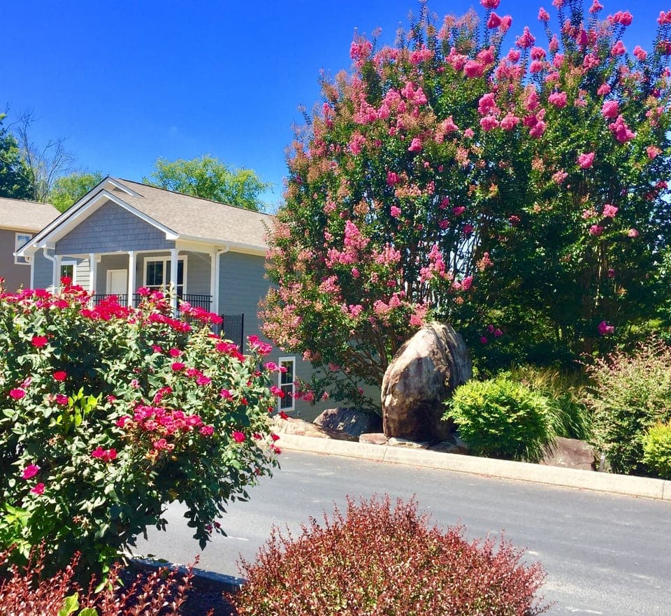 Beautiful Mountain Laurels And Roses In Front Of The  House in September