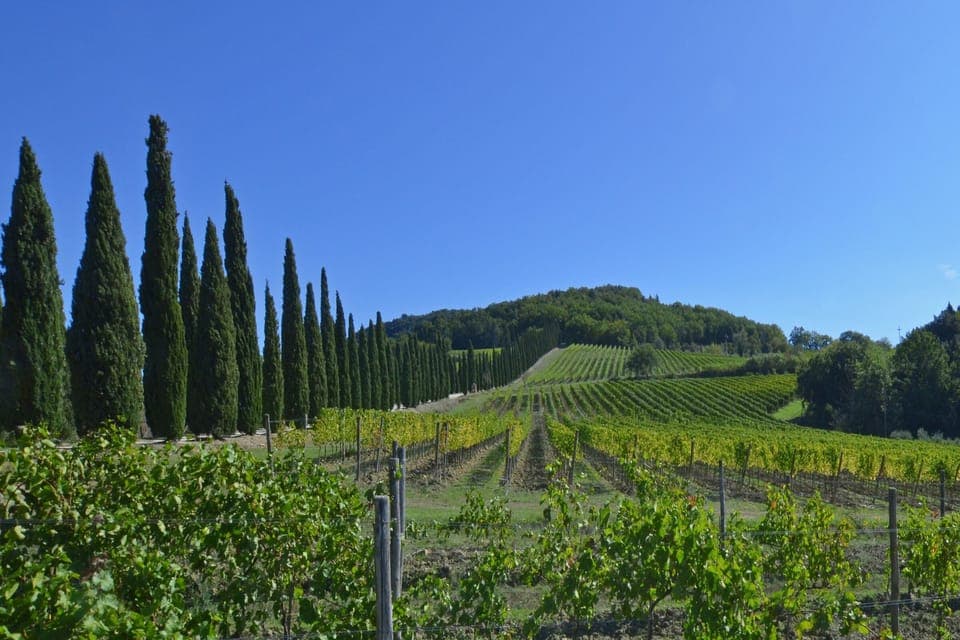 The countryside surrounding the property
