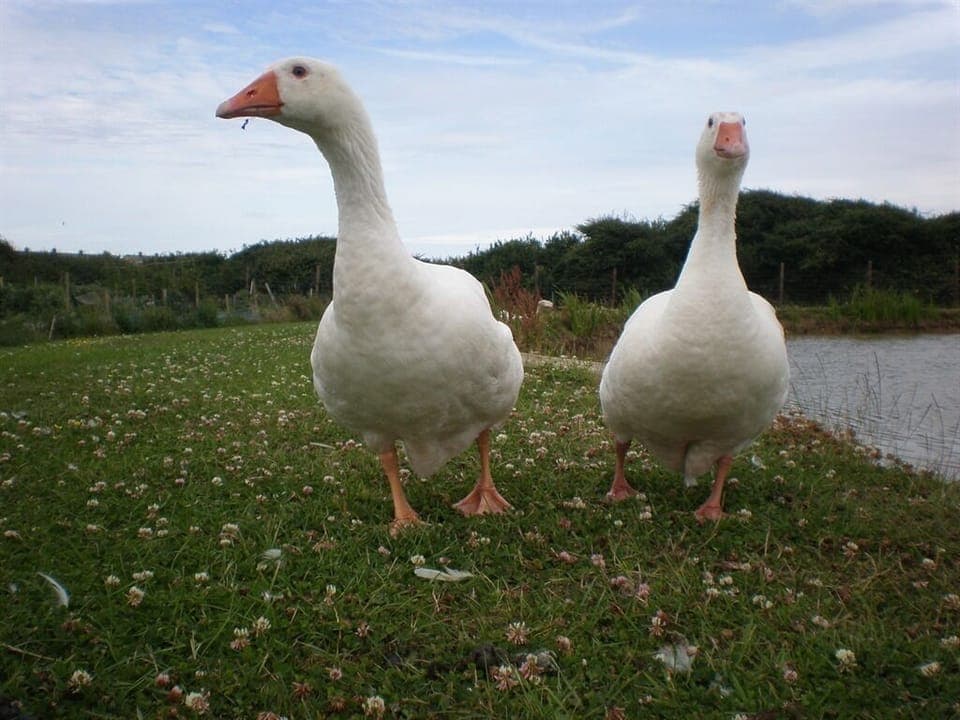 Geese Prudence & Primrose