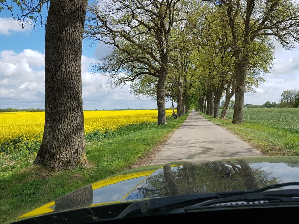 huge blooming rape fields and an avenue of trees with old oaks
