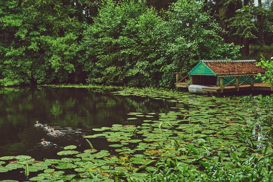 The lake covered in lily pads at Flock Cottage, Welsh Borders