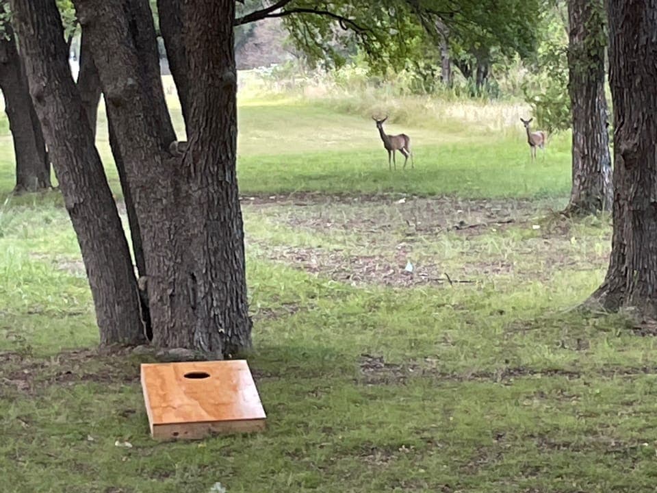 Feeding time for the wildlife while you play or just relaxing outside 