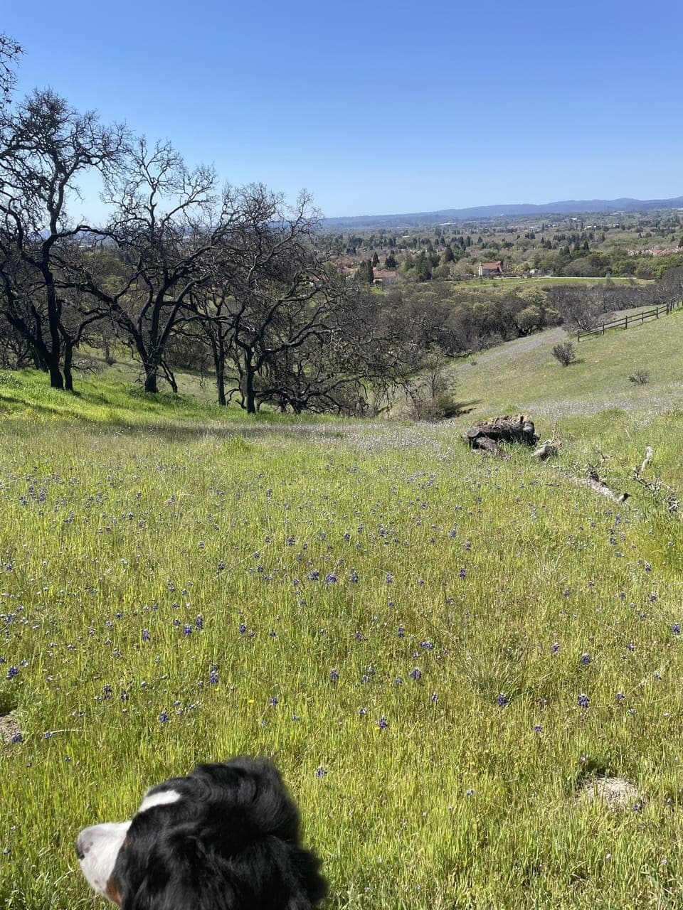 View from one of the many Foothill trails..
Hike first.  Wine taste after!