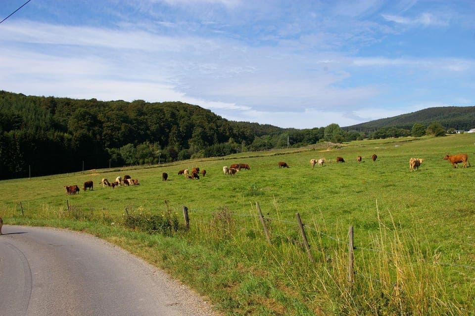 Region [summer] (>5 km)