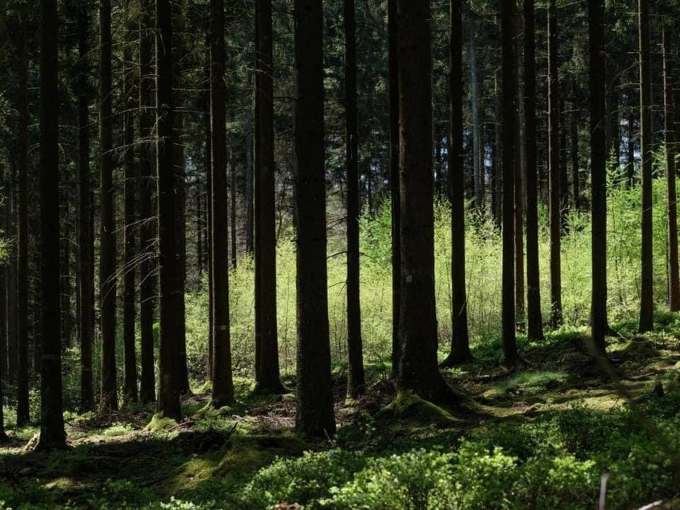 Region [summer] (>5 km)