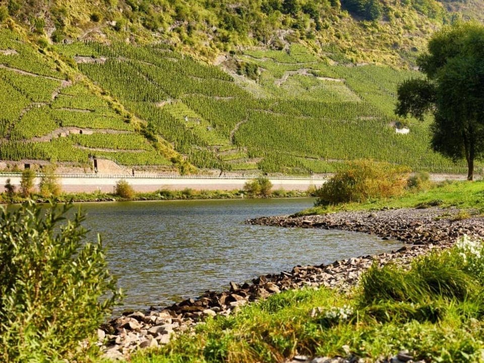 Region [summer] (>5 km)