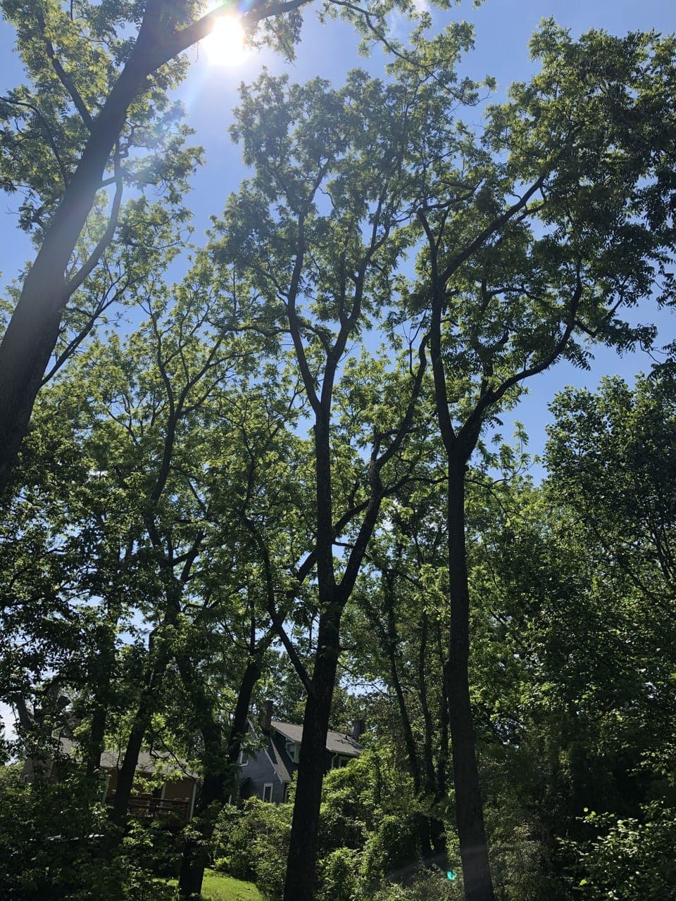 Dappling Sunlight through trees in the South/West facing yard
