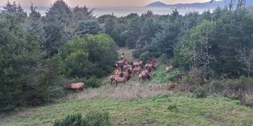 Elk from the deck (we also watched a pod of orcas from the deck this year).