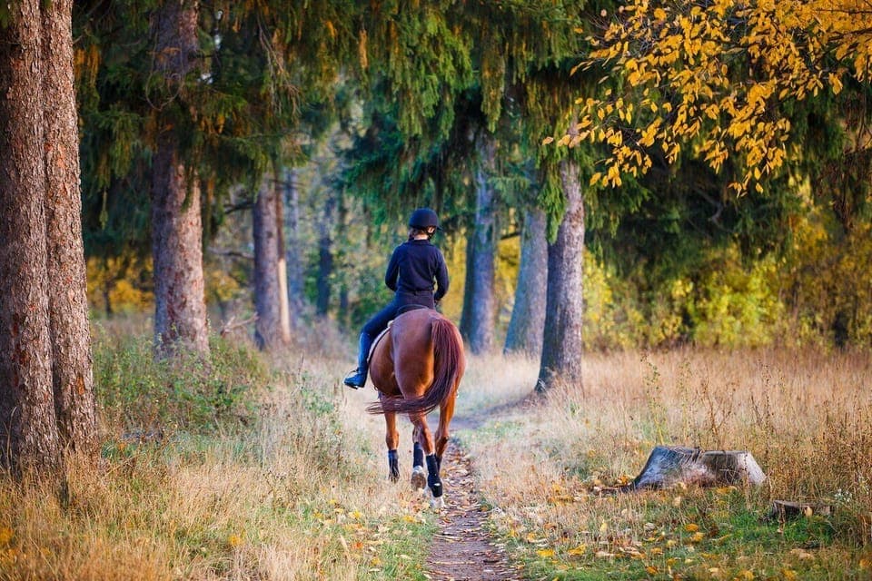 Horse Stable - 1,5 km from our place.