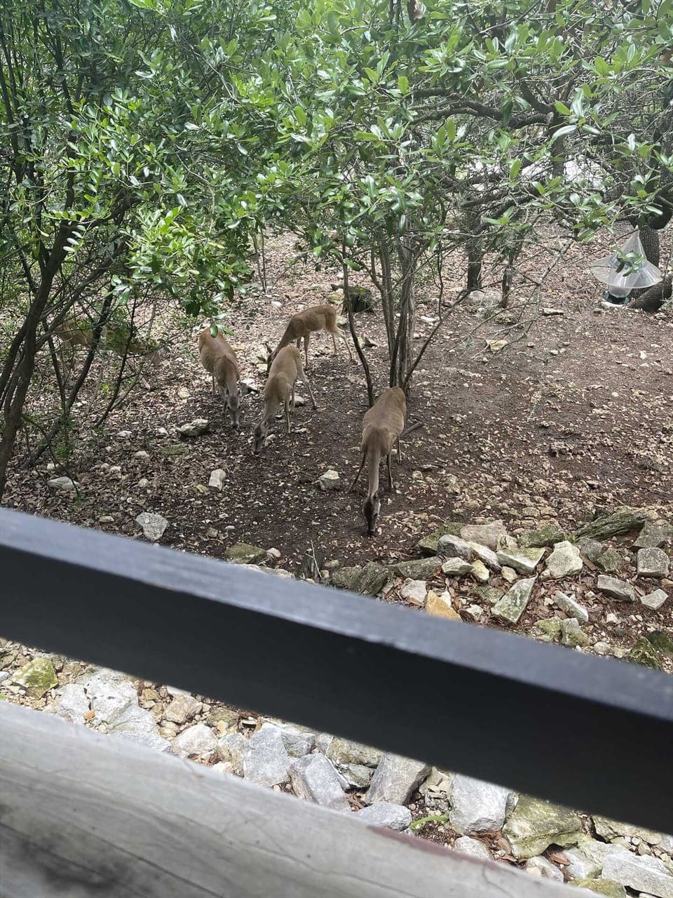 Birds and wildlife stroll the grounds, making the Escape a nature lover's haven!