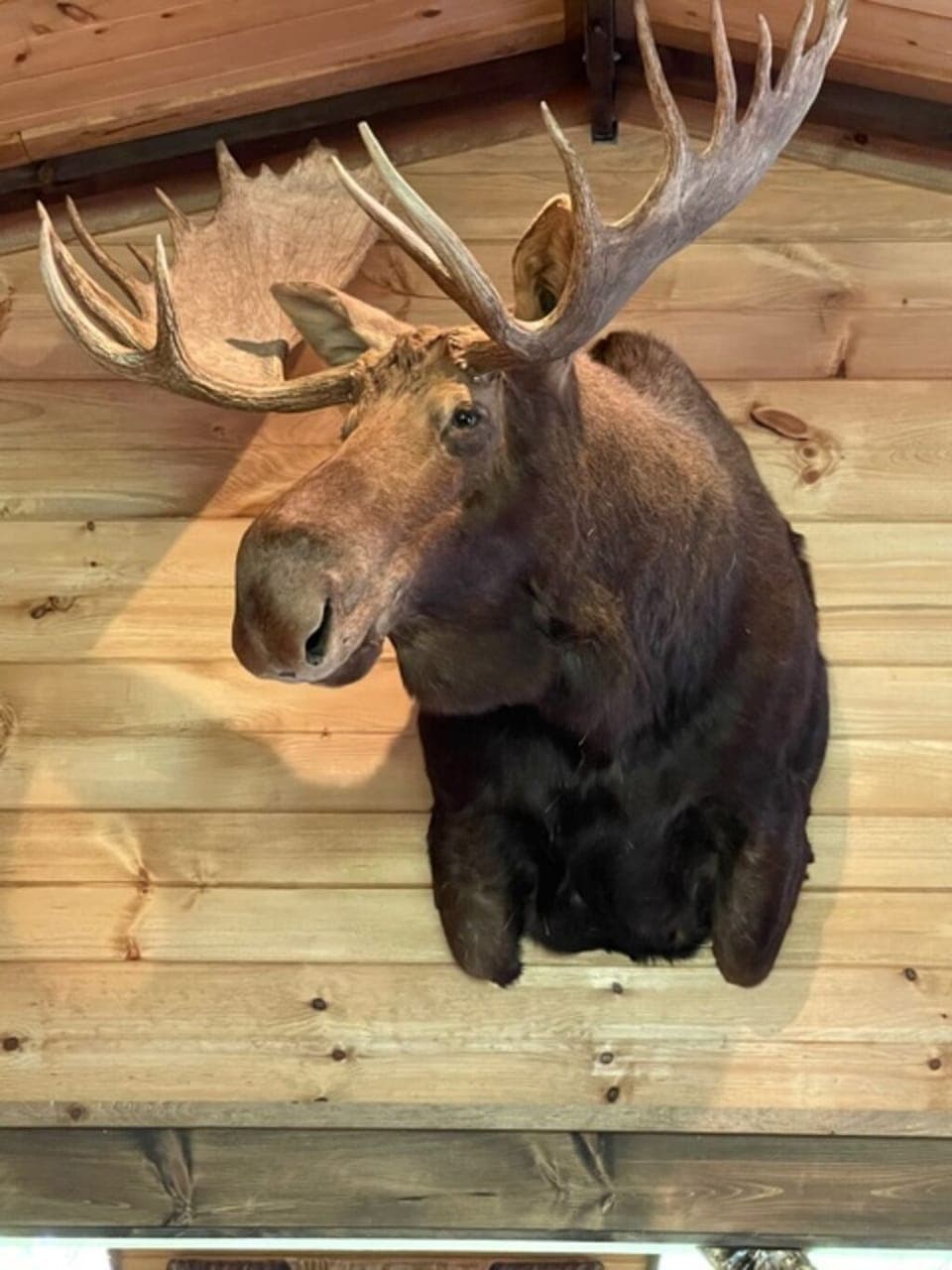 Our Gorgeous Huge 6 Foot Yukon Moose Named Virgil!