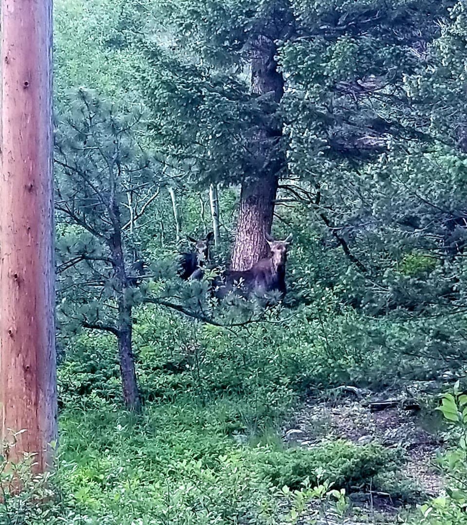Moose right up the road on the right side!