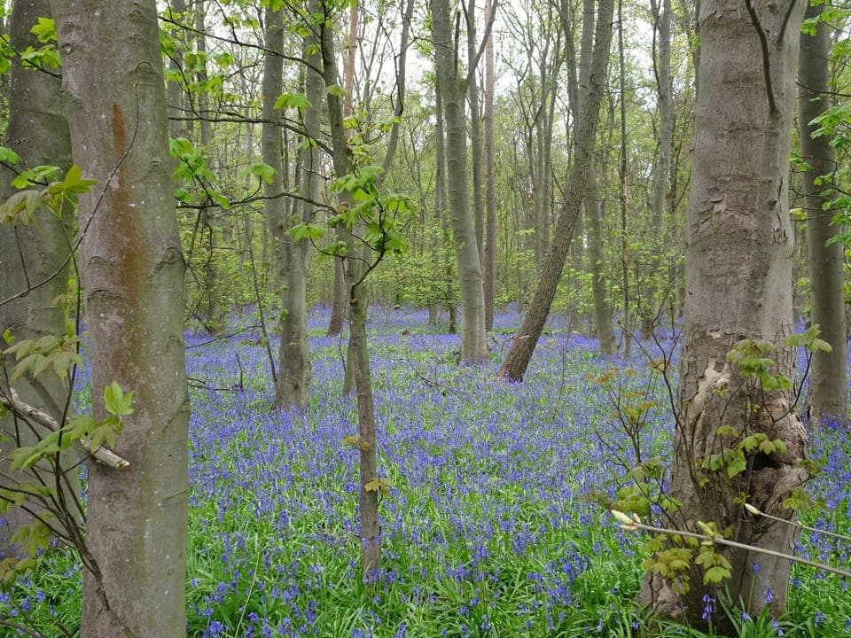 Bluebell woods a short walk away