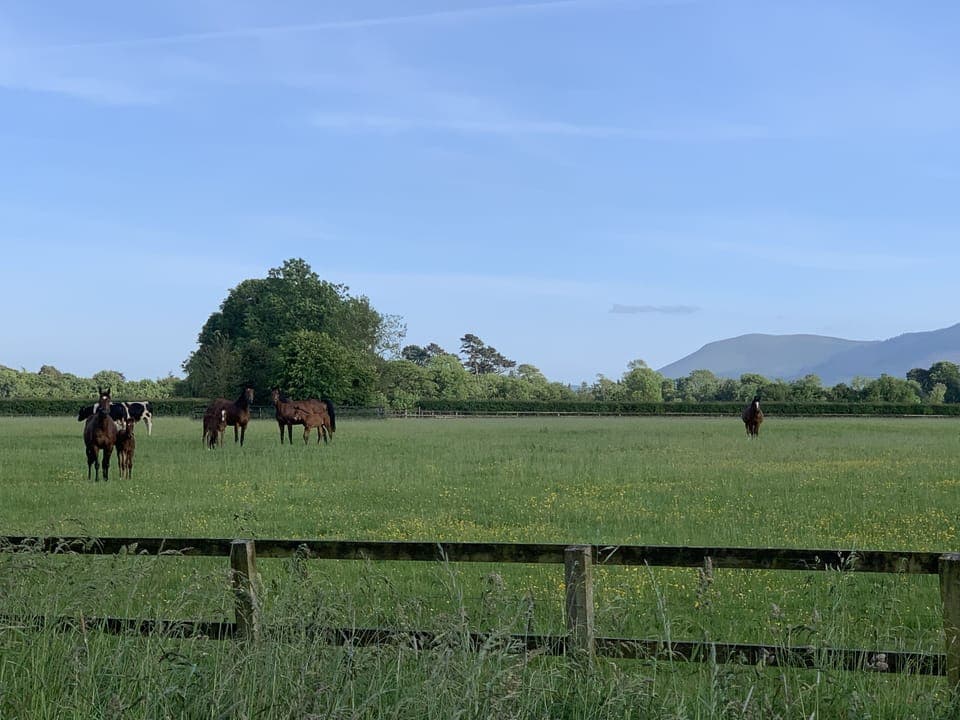 Mare and foals on the farm with the Ballyhoura hills on the background