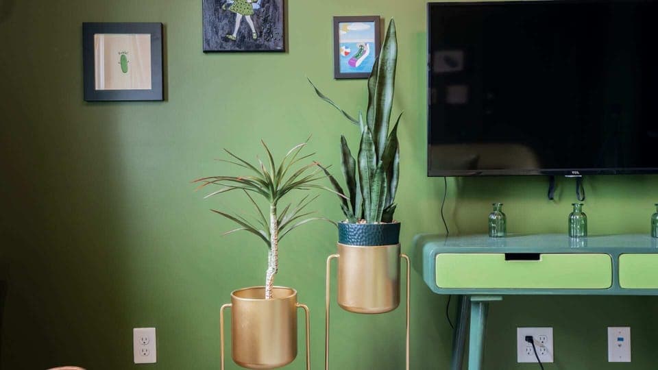 Plants watered by pickle juice! (Joking)