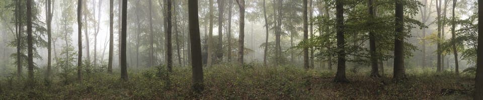 Chiltern Hills, Wendover woods, 30 mins away