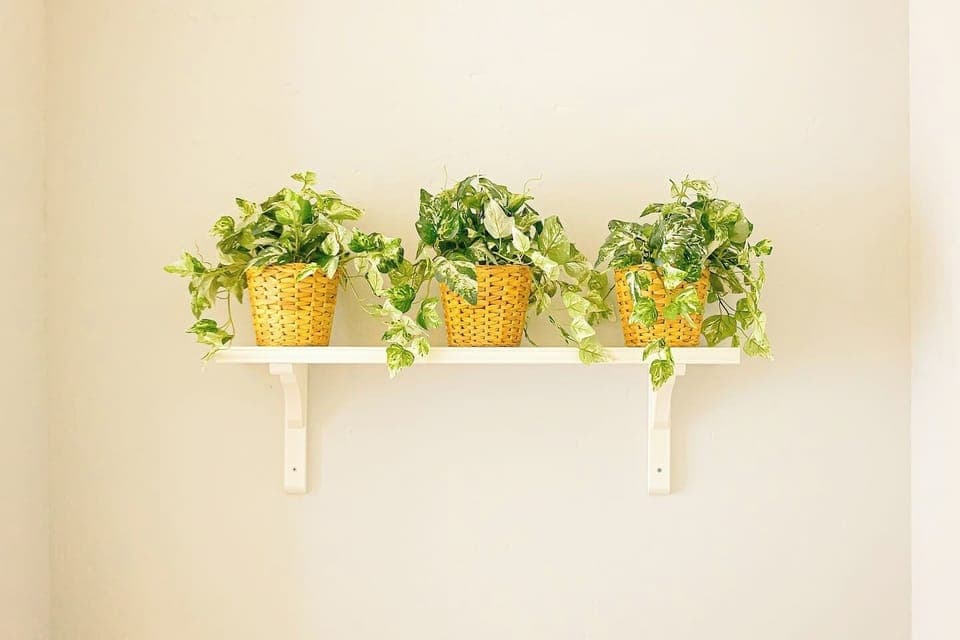 Decorative Touches: Brighten your stay with vibrant greenery and cheerful accents!