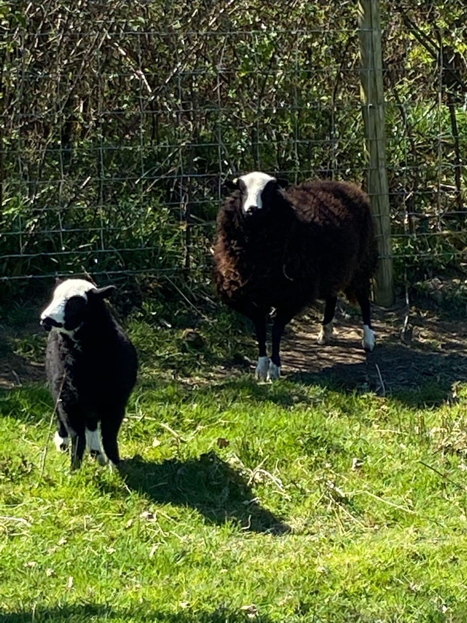 Balwen sheep in the field