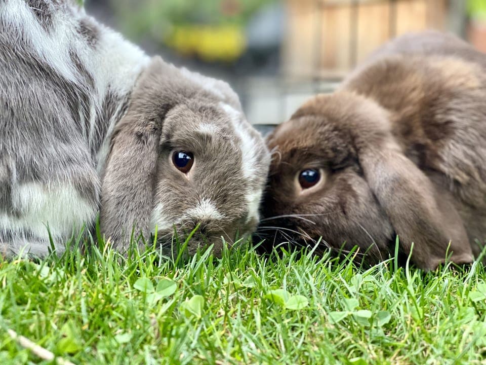 Welcome to our city farm! Holland lops Taffy and Toffee love visits from kids.