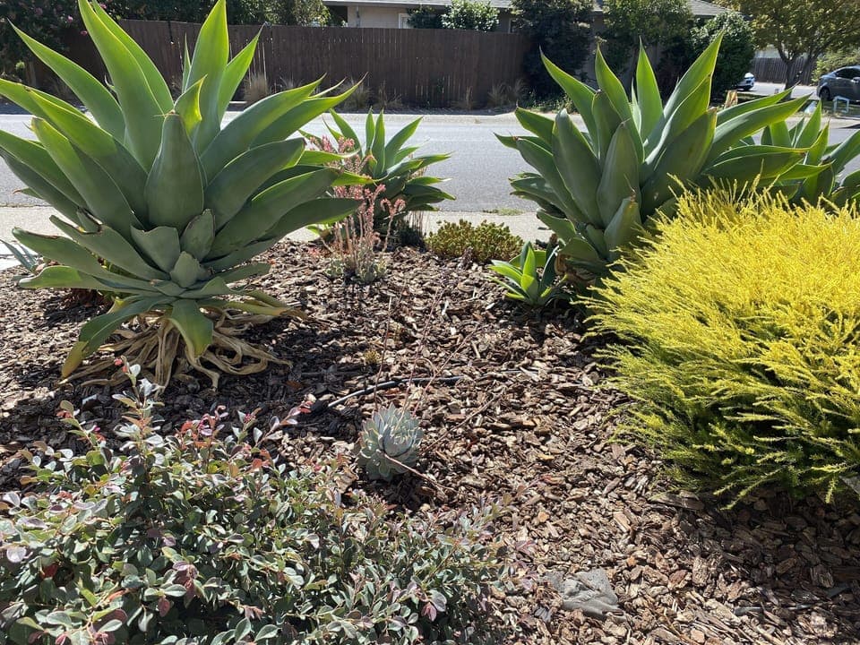 Love those succulents!