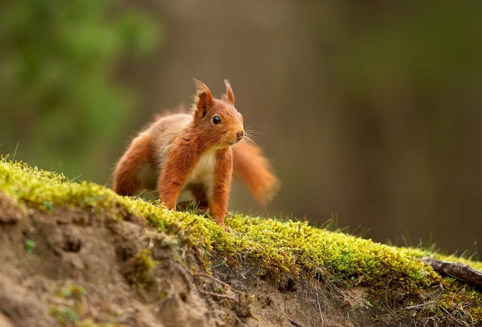 Friendly neighbour at The Old Buttress!