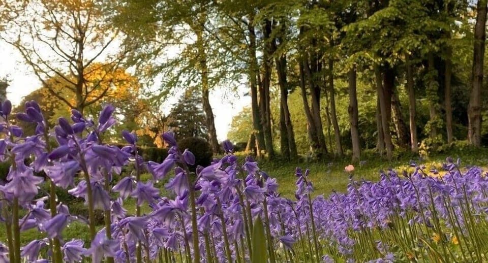 The bluebells in Spring