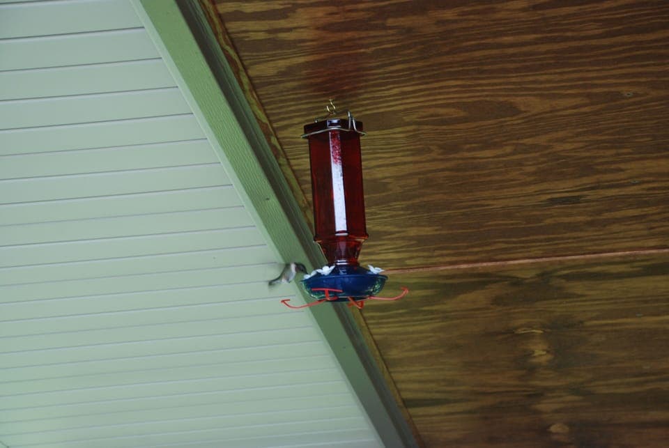 Hummingbirds feeding on the covered deck