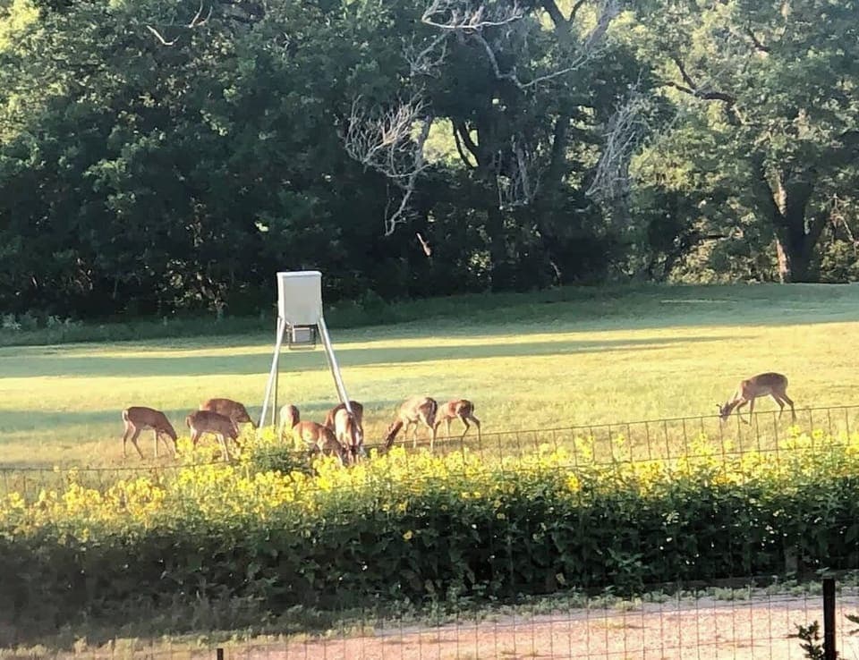 Watch the deer feed from the patio over your morning coffee and again in the evening. 