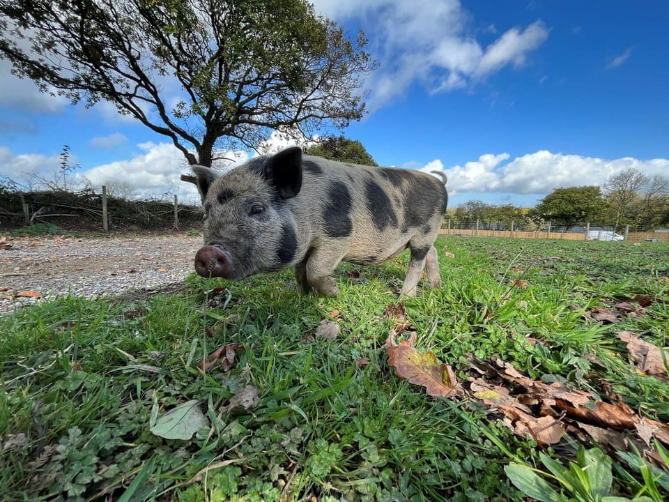 Book onto our animal tours