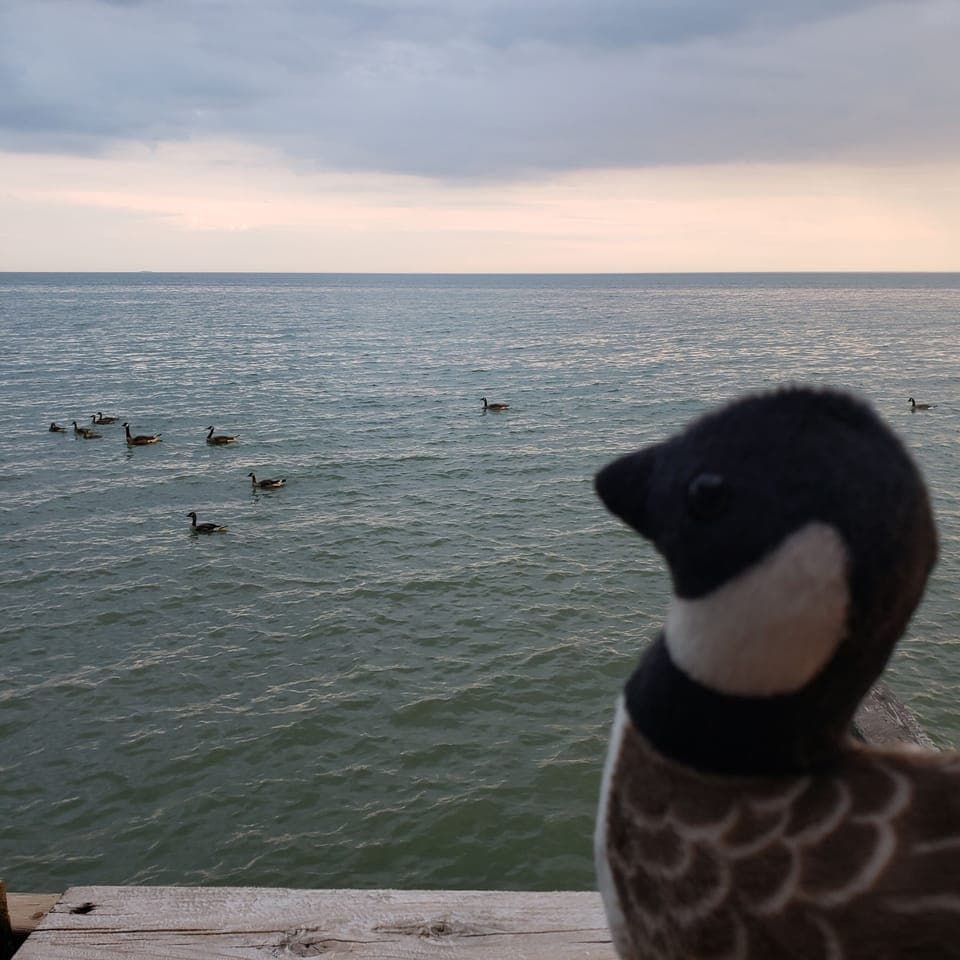 Goose LEE watching family swimming by