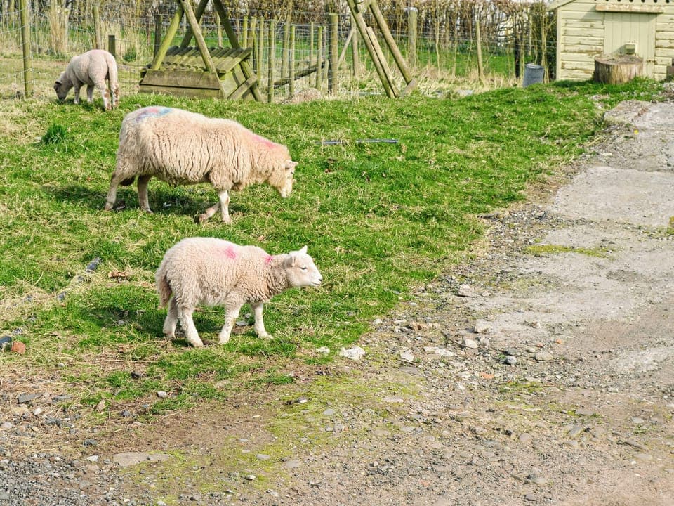 Outdoor area | Ty Olwyn Bach - Coity Bach, Talybont-On-Usk