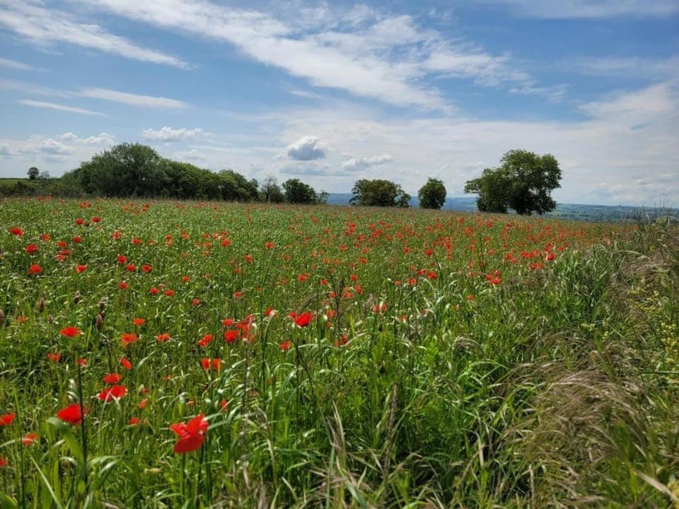 Region [summer] (>5 km)