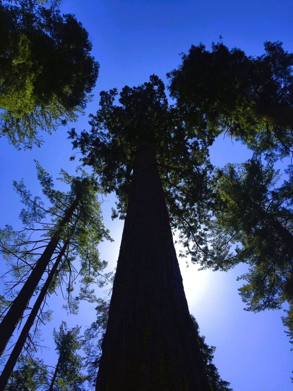 Giganteum: There are big trees, and then there are The Calaveras Big Trees.