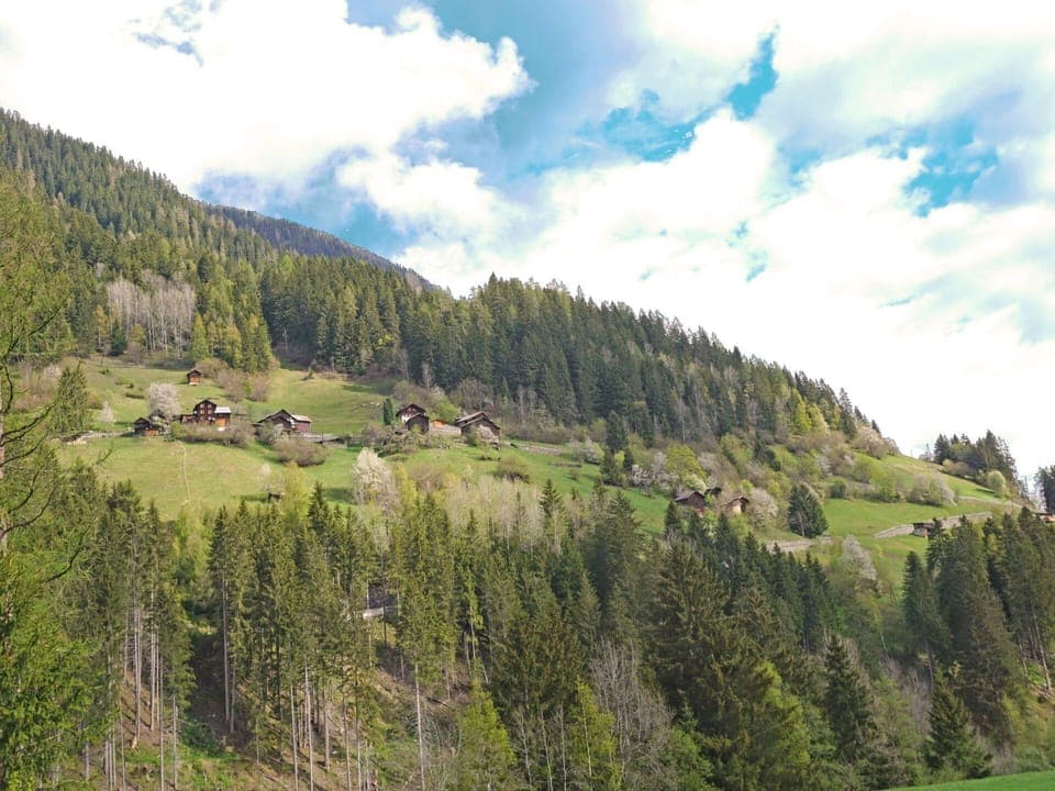Cloud, Sky, Plant, Mountain, Ecoregion, Tree, Natural Environment, Natural Landscape, Larch, Slope