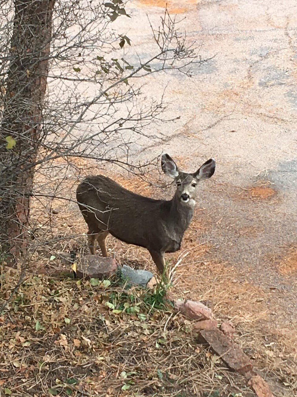 An almost-daily visitor.
