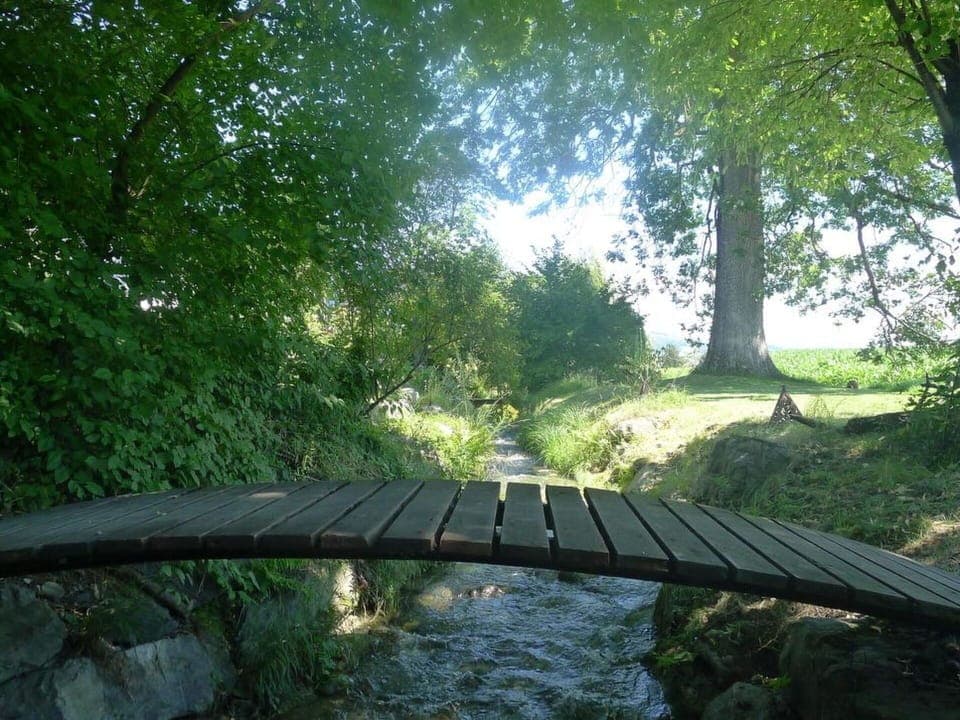 Plant, Sky, Nature, Natural Landscape, Tree, Shade, Wood, Vegetation, Biome, Grass