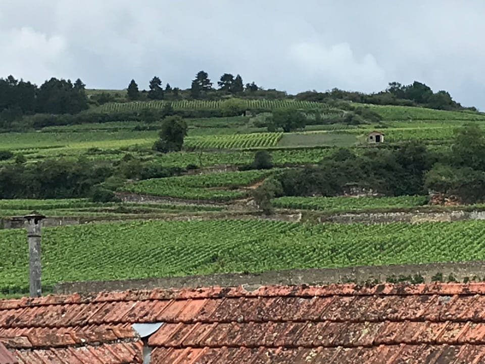 View of the vineyards from roof terrace