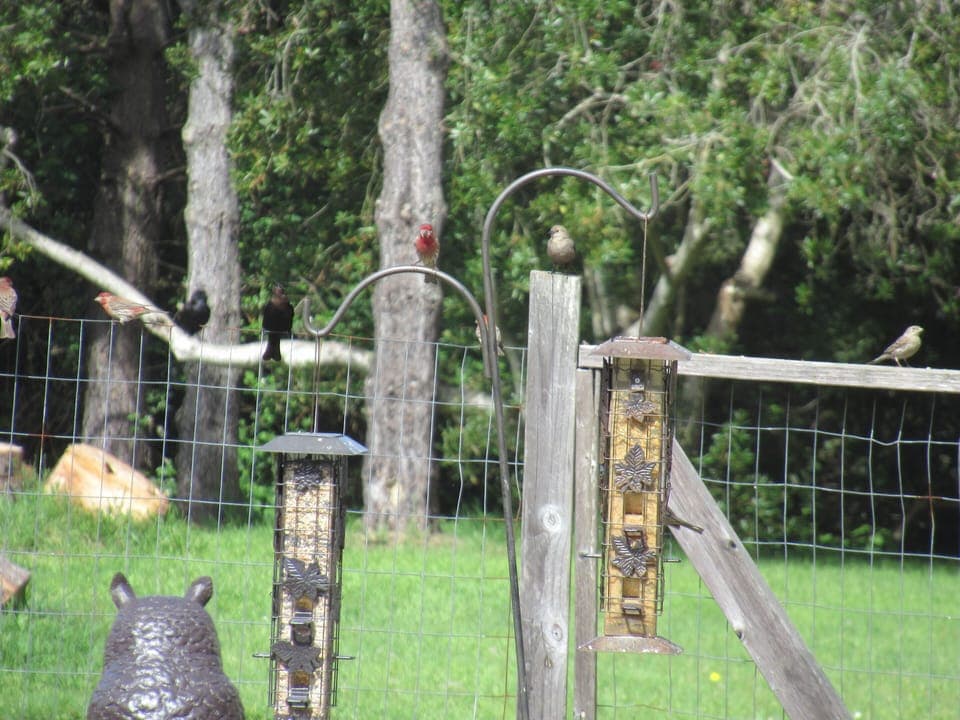 Many varieties of birds to watch.