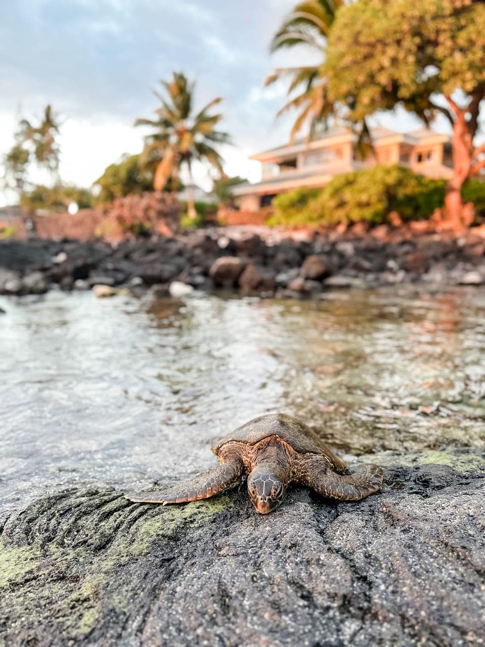 Turtles relaxing on the rocks