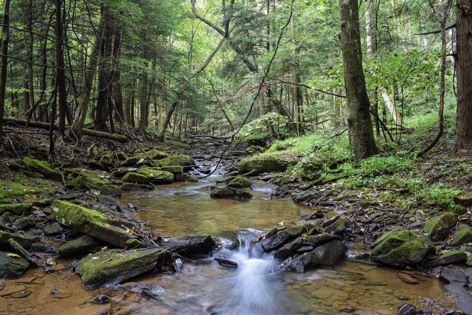 Cook Forest State Park